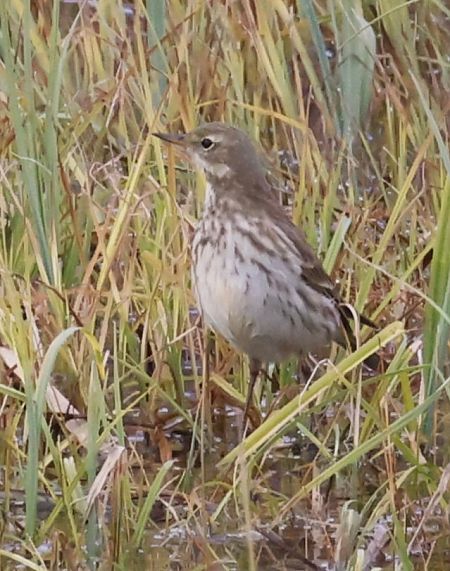 Spioncello  - Horand Maier