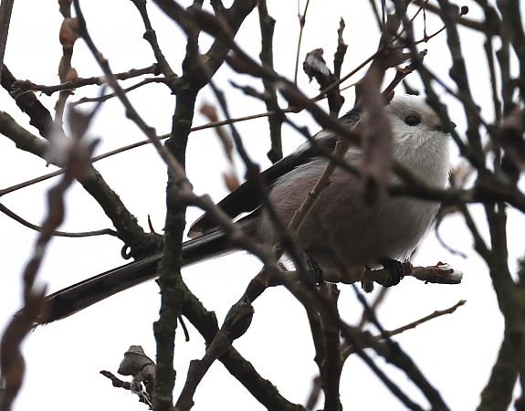 Codibugnolo  - Horand Maier