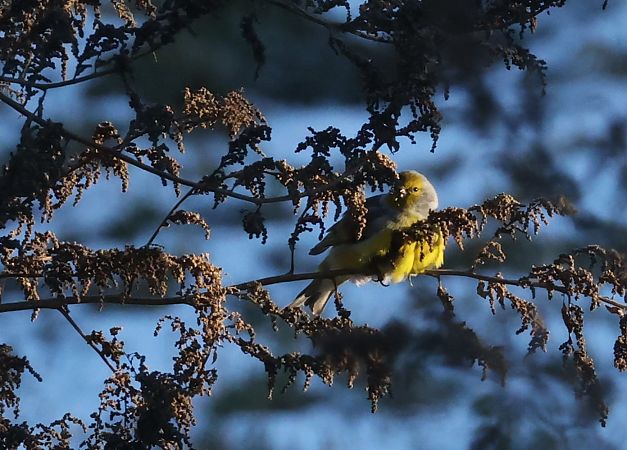 Venturone alpino  - Horand Maier