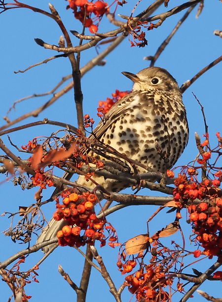 Tordela  - Horand Maier