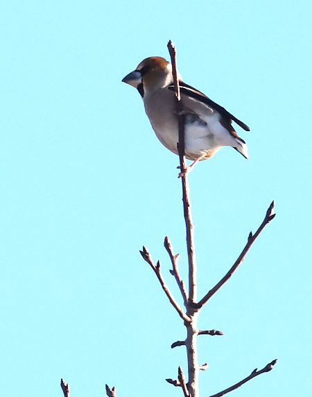 Frosone  - Horand Maier