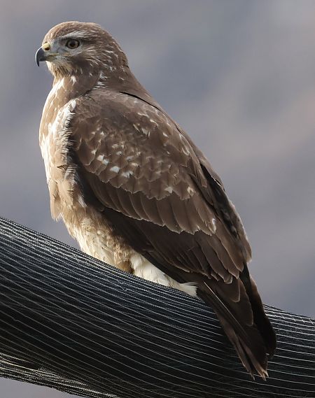 Poiana  - Horand Maier