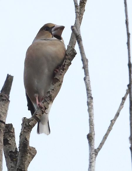 Frosone  - Horand Maier