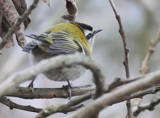 Fiorrancino  - Horand Maier