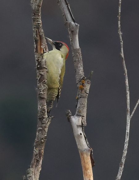 Pic vert  - Horand Maier