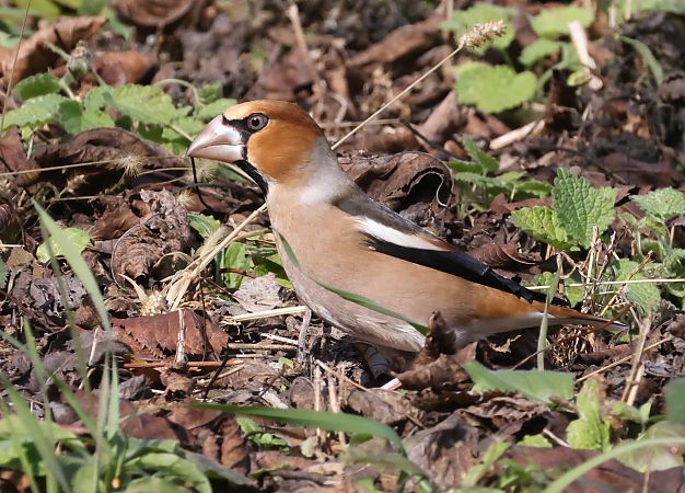 Frosone  - Horand Maier