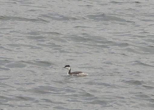 Ohrentaucher  - Fabio Saporetti