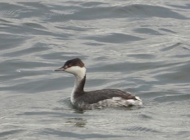 Svasso cornuto  - Fabio Saporetti