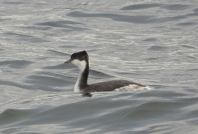 Svasso cornuto  - Fabio Saporetti