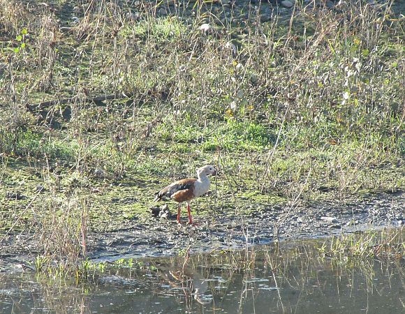 Oca dell'Orinoco  - Federico Ricci