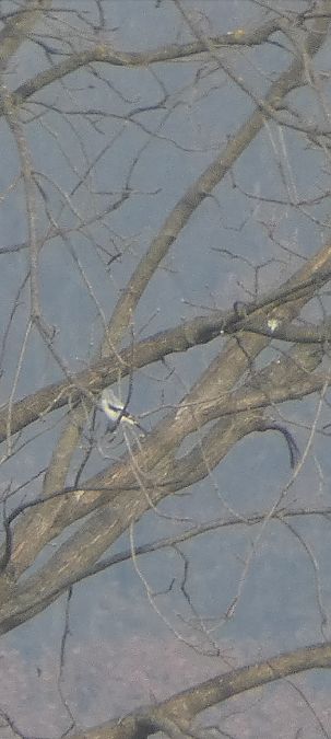 Averla maggiore  - Stefano Zanotto