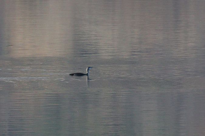 Plongeon catmarin  - Giuliana Pirotta