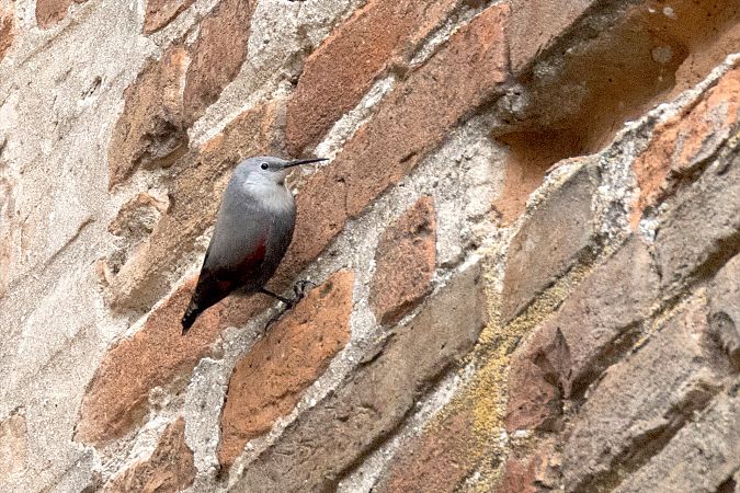 Picchio muraiolo  - Lorenzo Maffezzoli