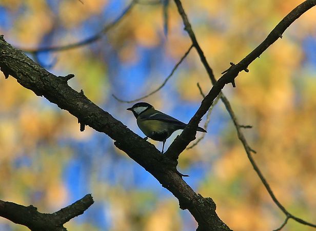 Cinciallegra  - Pietro Arienti