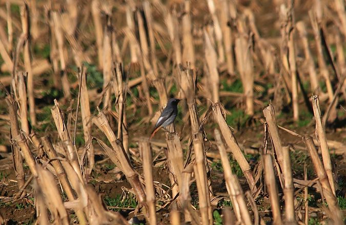 Codirosso spazzacamino  - Pietro Arienti
