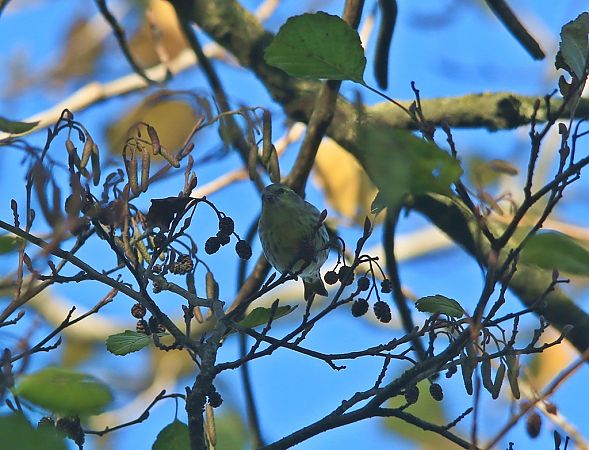 Tarin des aulnes  - Pietro Arienti