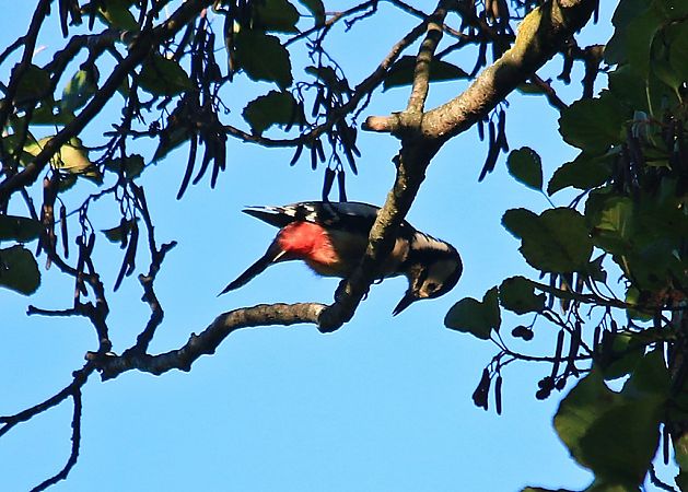 Pic épeiche  - Pietro Arienti