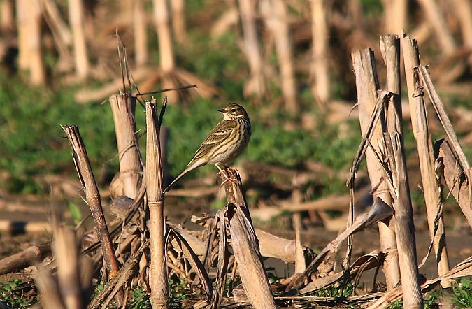 Pispola  - Pietro Arienti