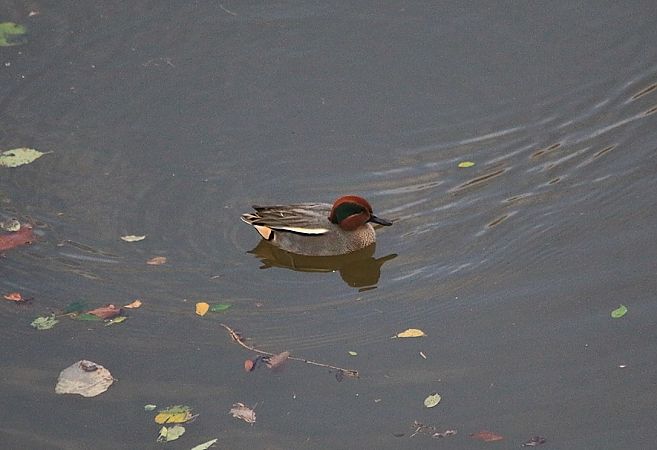 Alzavola  - Pietro Arienti