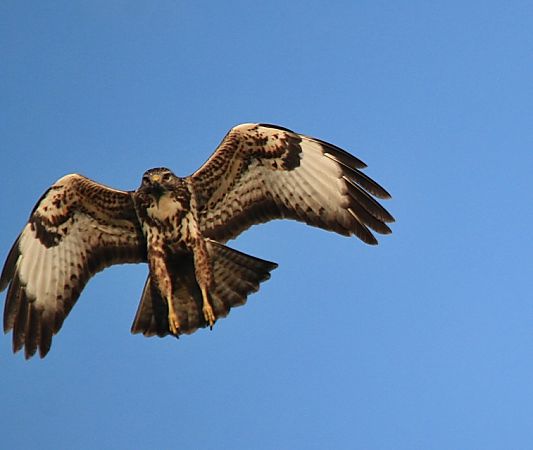 Poiana  - Pietro Arienti