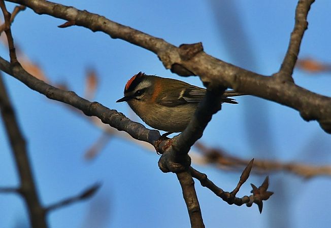 Fiorrancino  - Pietro Arienti