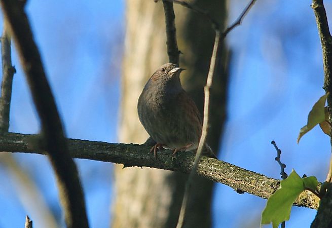 Passera scopaiola  - Pietro Arienti