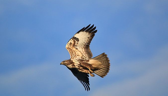 Poiana  - Pietro Arienti