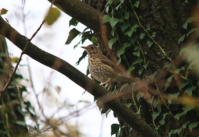 Tordo bottaccio  - Pietro Arienti