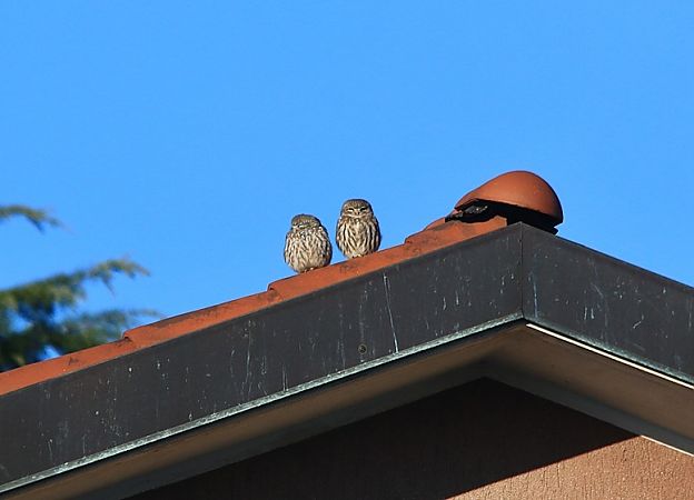 Civetta  - Pietro Arienti