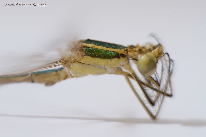 Lestes barbarus  - Giovanni Spinella