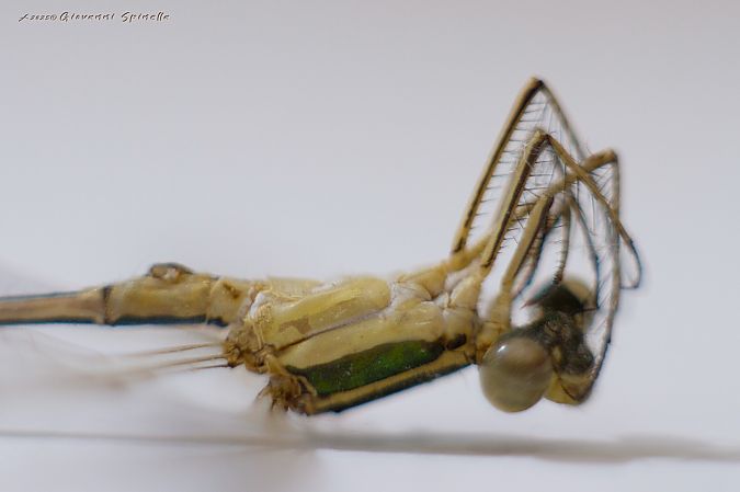 Lestes barbarus  - Giovanni Spinella