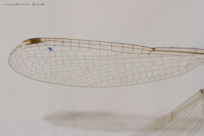 Lestes barbarus  - Giovanni Spinella