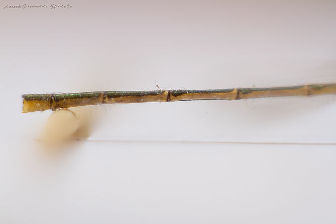 Lestes barbarus  - Giovanni Spinella