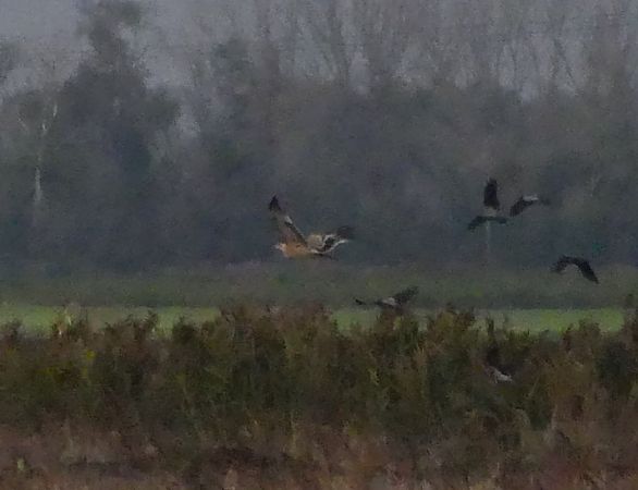 Kaiseradler  - Maurizio Castellucci