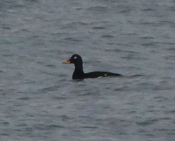 Orco marino  - Maurizio Castellucci