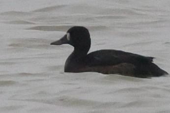 Moretta grigia  - Maurizio Castellucci