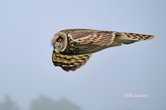 Gufo di palude  - Anonimo