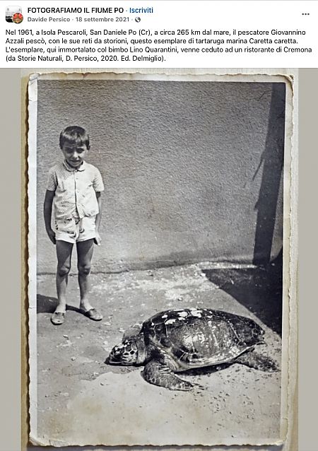 Tartaruga caretta  - Anonimo