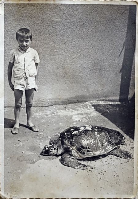 Tartaruga caretta  - Anonimo