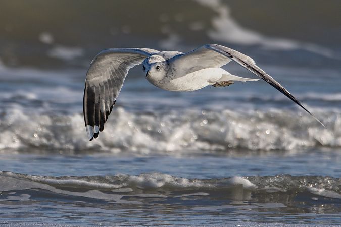 Gavina  - Stefano Fantini