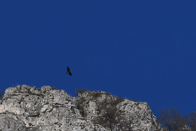 Aquila reale  - Carlo Goglio