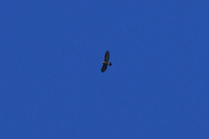 Aquila reale  - Carlo Goglio