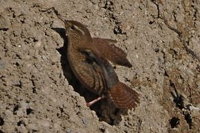 Troglodyte mignon  - Marco Esposito