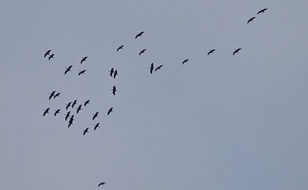 Gru  - Marco Esposito