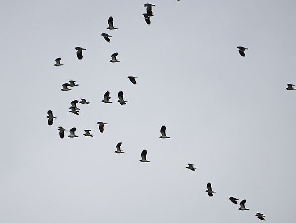 Pavoncella  - Marco Esposito