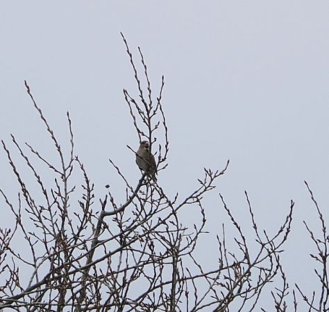 Frosone  - Marco Esposito