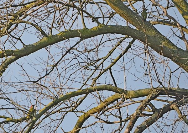 Picchio verde  - Marco Esposito