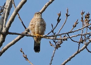 Smeriglio  - Marco Esposito