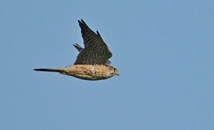 Smeriglio  - Marco Esposito