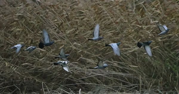 Piccione domestico  - Marco Esposito